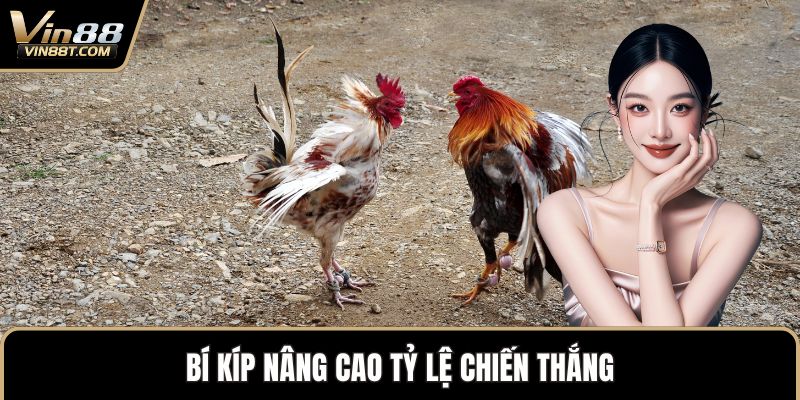 Đá Gà Thomo – Biểu Tượng Kịch Tính Trong Thế Giới Gà Chọi