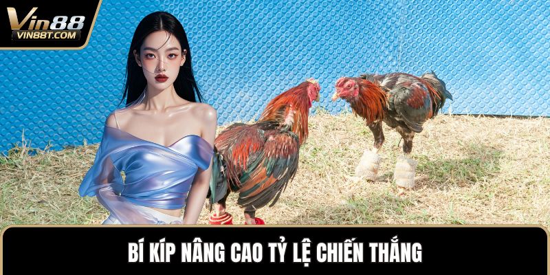 Đá Gà Cựa Dao – Đỉnh Cao Kịch Tính Trong Thế Giới Gà Chọi Đá Gà Cựa Dao – Đỉnh Cao Kịch Tính Trong Thế Giới Gà Chọi