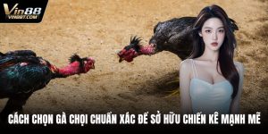 Đá Gà VIN88: Trải Nghiệm Đấu Kê Online Gay Cấn, Minh Bạch