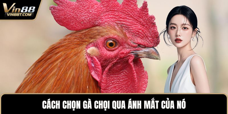 Cách Chọn Gà Chọi Chuẩn Xác Để Sở Hữu Chiến Kê Mạnh Mẽ Cách Chọn Gà Chọi Chuẩn Xác Để Sở Hữu Chiến Kê Mạnh Mẽ