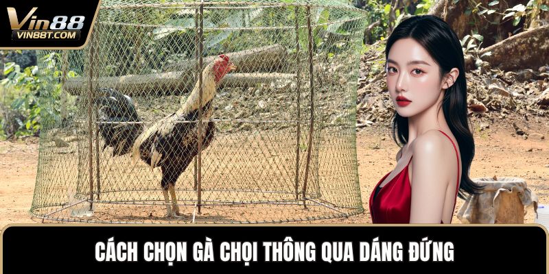 Cách Chọn Gà Chọi Chuẩn Xác Để Sở Hữu Chiến Kê Mạnh Mẽ Cách Chọn Gà Chọi Chuẩn Xác Để Sở Hữu Chiến Kê Mạnh Mẽ