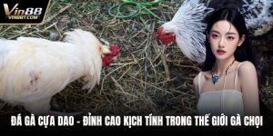 Đá Gà VIN88: Trải Nghiệm Đấu Kê Online Gay Cấn, Minh Bạch