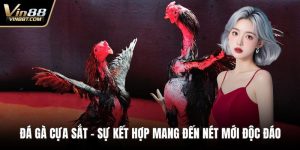 Đá Gà VIN88: Trải Nghiệm Đấu Kê Online Gay Cấn, Minh Bạch