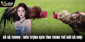 Đá Gà VIN88: Trải Nghiệm Đấu Kê Online Gay Cấn, Minh Bạch