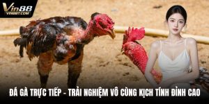 Đá Gà VIN88: Trải Nghiệm Đấu Kê Online Gay Cấn, Minh Bạch