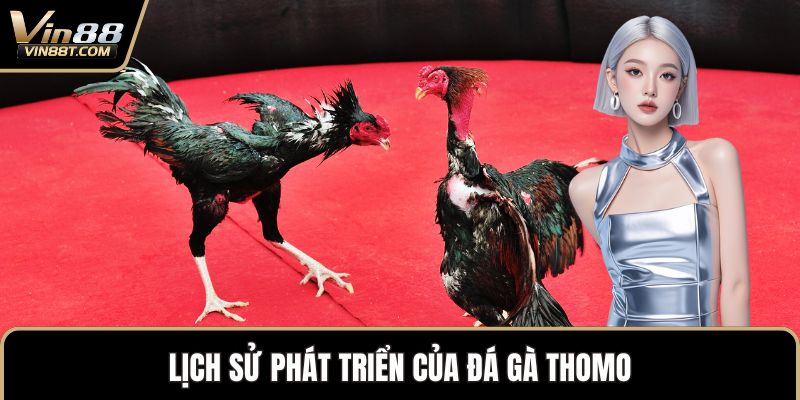 Đá Gà Thomo – Biểu Tượng Kịch Tính Trong Thế Giới Gà Chọi