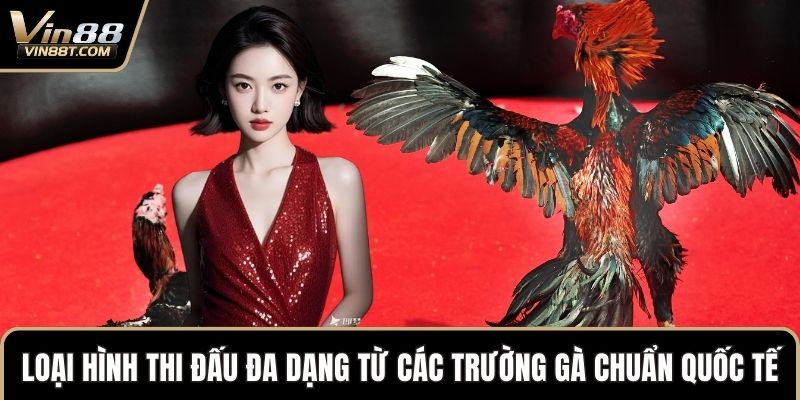 Đá Gà VIN88: Trải Nghiệm Đấu Kê Online Gay Cấn, Minh Bạch