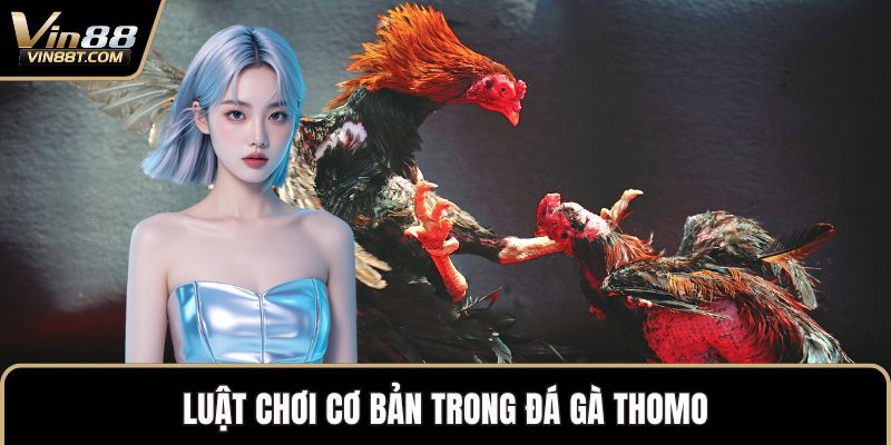 Đá Gà Thomo – Biểu Tượng Kịch Tính Trong Thế Giới Gà Chọi