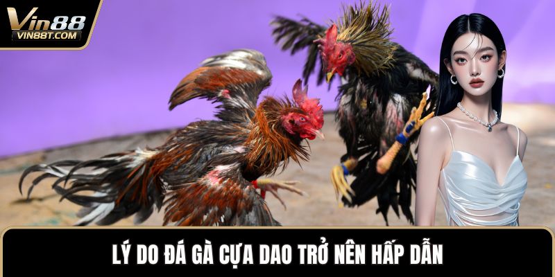 Đá Gà Cựa Dao – Đỉnh Cao Kịch Tính Trong Thế Giới Gà Chọi Đá Gà Cựa Dao – Đỉnh Cao Kịch Tính Trong Thế Giới Gà Chọi