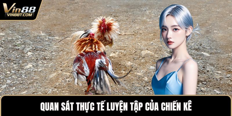 Cách Chọn Gà Chọi Chuẩn Xác Để Sở Hữu Chiến Kê Mạnh Mẽ Cách Chọn Gà Chọi Chuẩn Xác Để Sở Hữu Chiến Kê Mạnh Mẽ