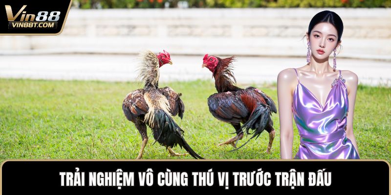 Đá Gà Cựa Sắt – Sự Kết Hợp Mang Đến Nét Mới Độc Đáo