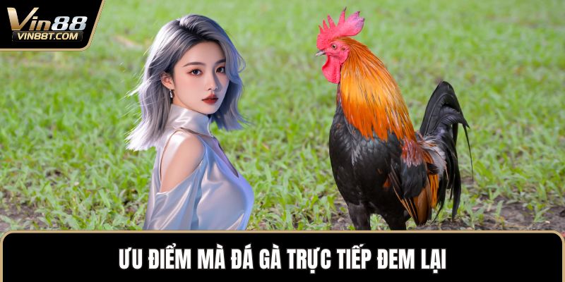 Đá Gà Trực Tiếp – Trải Nghiệm Vô Cùng Kịch Tính Đỉnh Cao Đá Gà Trực Tiếp – Trải Nghiệm Vô Cùng Kịch Tính Đỉnh Cao