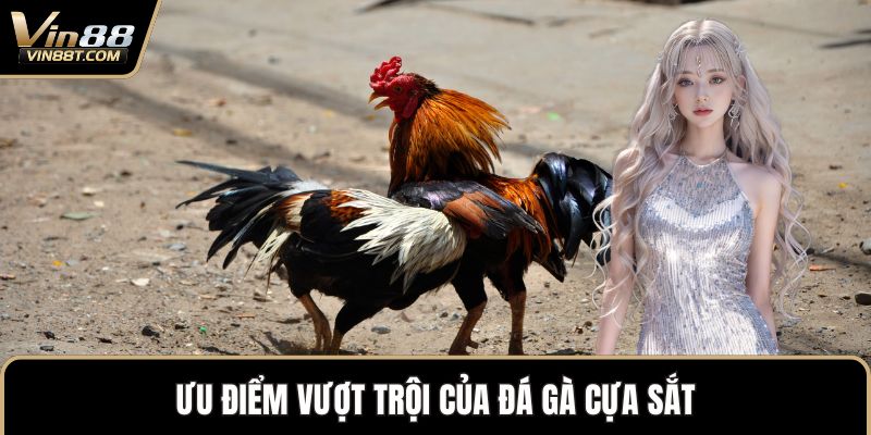 Đá Gà Cựa Sắt – Sự Kết Hợp Mang Đến Nét Mới Độc Đáo