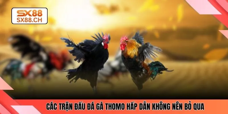 Khám Phá Sức Hút Đá Gà Thomo Và Trải Nghiệm Tại SX88