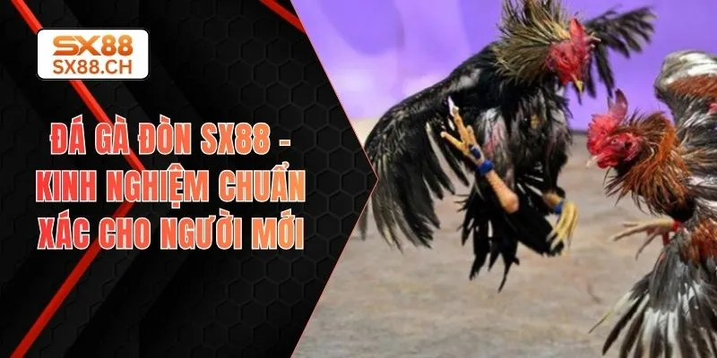 TIN TỨC - SX88