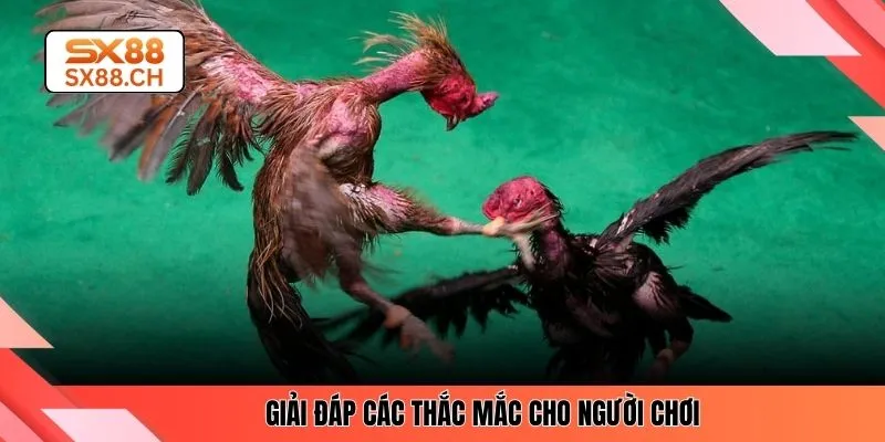 Đá Gà Đòn SX88 – Kinh Nghiệm Chuẩn Xác Cho Người Mới