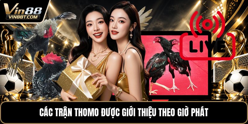 Đá Gà Trực Tiếp Thomo 24/7 - Xem Trận Gà Liên Tục 24H