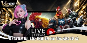 Đá Gà VIN88: Trải Nghiệm Đấu Kê Online Gay Cấn, Minh Bạch
