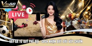 Đá Gà VIN88: Trải Nghiệm Đấu Kê Online Gay Cấn, Minh Bạch