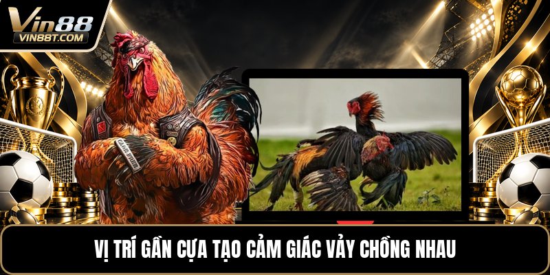 Vảy Gà Tứ Quý - Cách Nhận Biết Chuẩn Khi Xem Chân Gà Vảy Gà Tứ Quý - Cách Nhận Biết Chuẩn Khi Xem Chân Gà